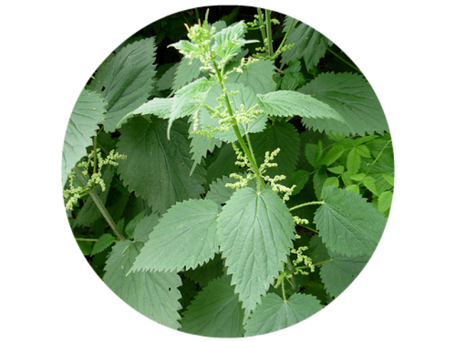 Stinging nettle for kidneys and urinary tract.