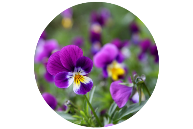 Wild pansy for botanical shielding